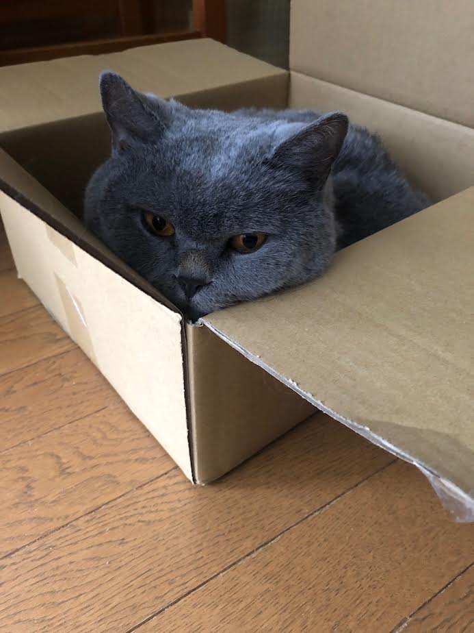 愛猫に噛まれてわかった、知らないと危ないこと🐈💦